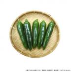 小林種苗 ピーマン種子 おつまみピーマン　5820　500