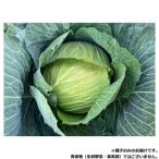 小林種苗 キャベツ種子 こいだま　9272　コートL5000