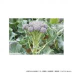 小林種苗 ブロッコリー種子 ワンカット　7220　1000粒