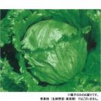 小林種苗 レタス種子 カサノバ　4-15-1　20ml