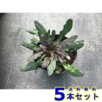 アジュガ・チョコレートチップ9.0...