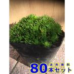 メキシコマンネングサ10.5ｐ80...