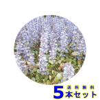 アジュガ9.0ｐ5本グランドカバー...