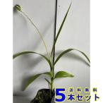グランドカバー シロバナシラン (白花紫蘭)  10.5ｐ         …