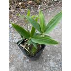  почвопокровные растения медведь The sa( медведь .) 10.5cm pot 1 шт. 10.5cm pot почвопокровные растения подлесок .. предотвращение 