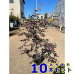 植木生垣トキワマンサク赤葉赤花15...