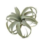 同梱不可キセログラフィカS80946