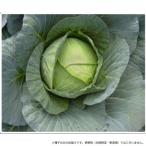 同梱・代引不可 小林種苗 キャベツ種子 YR雪舟　7219