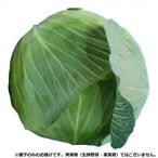同梱・代引不可 小林種苗 キャベツ種子 春一番　7714