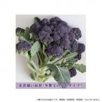 同梱・代引不可 小林種苗 ブロッコリー種子 秋紫宝(あ