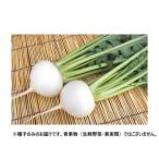 同梱・代引不可 小林種苗 カブ種子 満天やさい CRおお