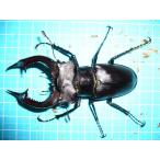 アクベシアヌスミヤマクワガタ初2齢83*46