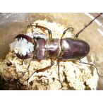ミヤマクワガタ♂55mmUPペア