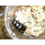  Prosopocoilus inclinatus маленький пара 