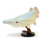 安いアリゲーターガーの通販商品を比較 | ショッピング情報の