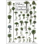 アメリカ南東のPalms - - 19