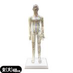  тело человека модель sun po -eskyua(S+CURE). дыра кукла (. дыра модель ) женщина ( большой ) 48cm (SR-0201A)