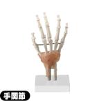  тело человека модель sun po -eskyua(S+CURE) рука .. модель (.) SR-0456