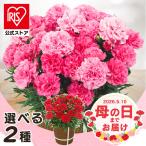 母の日 プレゼント 花 ギフト 生花 カーネーション 鉢植え 5号鉢  (お届けは5/6(水)〜5/9(土)です) (日時指定不可) (代引不可) (TD) (2026年 母の日)