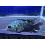 期間限定ポイント10倍！！フラワー...