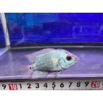 期間限定ポイント10倍！！フラワー...