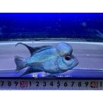 希少☆ショートボディ☆巨大コブ！フ...