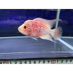 発色良好！コブ成長中！フラワーホー...