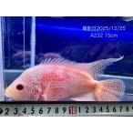 発色良好！フラワーホーンストロベリ...