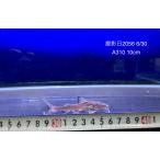 (A310) Sturgeon si- кошка [ Indonesia производство ]±10cm