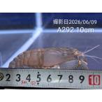 (A292)L размер! Africa n блокировка шримс ±10cm
