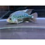 フラワーホーン±12ｃｍ