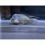 ※訳アリ※フラワーホーン±11ｃｍ