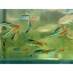 [ продается в комплекте ] распродажа!! neon Tetra 8 шт комплект 