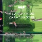 [ продается в комплекте ]lami нос Tetra 10 шт pigmi- Corydoras 5 шт комплект 