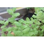  Apple мята 50g свежий трава еда для Wakayama префектура производство 