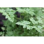  кервель ( собственный .-yu) 15g свежий трава еда для Wakayama префектура производство суп . салат, рыба . мясная кулинария. способ тест ... использование .. время :10 месяц ~12 месяц,1 месяц ~5 месяц 