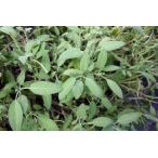  шалфей 15g свежий трава еда для Wakayama префектура производство сосиски . мясо. запах . удаление уксус. способ тест установка ., свинина и т.п. ... сильный было использовано . хорошо подходит 