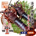 .. Исэ город море .( рефрижератор нагревание для ) меньше размер 160~200g [ рефрижератор Исэ город море .]( входить число :20 хвост *, так же отправка )