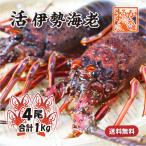 活きたまま発送　ほんのちょっとワケあり、活伊勢海老　４尾　１ｋｇ　[活伊勢海老]