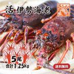 活きたまま発送　ほんのちょっとワケあり、活伊勢海老 普通サイズ　5尾　１.25ｋｇ　[活伊勢海老]