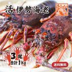 伊勢海老 ３尾 １ｋｇ わけあり 大きめサイズ 送料無料 [活伊勢海老]