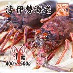 活伊勢海老 活きたまま発送 ちょっとワケあり 大サイズ 1尾 400〜500g 送料無料 [活伊勢海老]