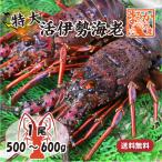 ショッピングワケあり 活伊勢海老 活きたまま発送 ちょっとワケあり 特大サイズ 1尾 500〜600g 送料無料 [活伊勢海老]