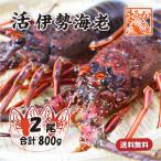 活伊勢海老 活きたまま発送 ちょっとワケあり 大サイズ 2尾入 800g 送料無料 [活伊勢海老]