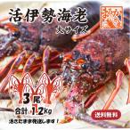 活伊勢海老　活きたまま発送！ちょっとワケあり、大サイズ 3尾入 1.2kg [活伊勢海老]