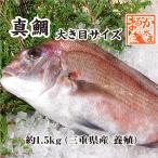 活〆 真鯛 大きめサイズ 1尾 1.5kg　[