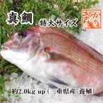 活〆 真鯛 特大サイズ 1尾 2.0kgUP [魚