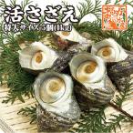 天然活さざえ　特大サイズ　１ｋｇ　5個　180ｇ〜250ｇ [さざえ]