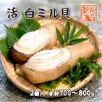 . белый Mill .( Nami gai/ волна .)[..]( входить число :2 шт всего 700~800g)