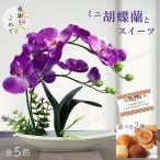 母の日 胡蝶蘭 ギフト 2025 プレゼント 誕生日 退職 お祝い ミニ 洋菓子 個包装 記念日 花 造花 スイーツ 送料無料
